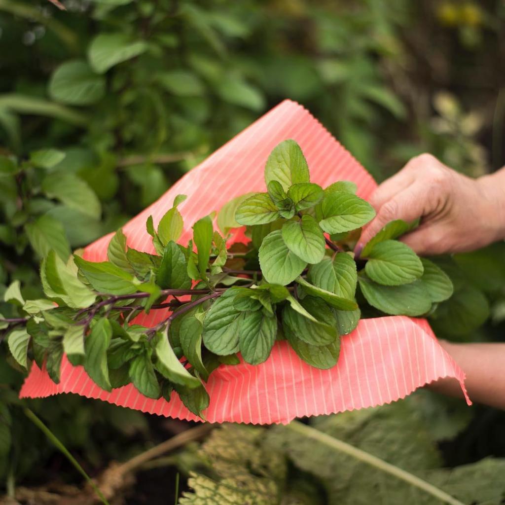 Ecowrap Envoltura Reutilizable con Cera de Abejas - OKIBEE